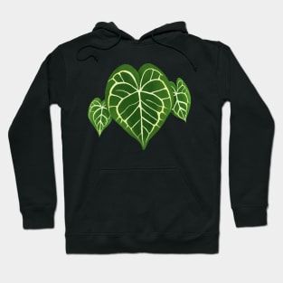 Philodendron Gloriosum Monstera Leaf Hoodie